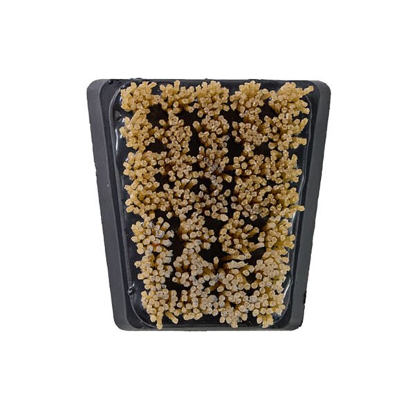 Frankfurt Abrasive Diamond brushes on marble machines - Image 3
